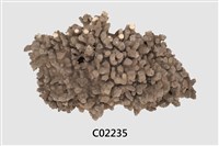 藏品(珊瑚化石)的圖片